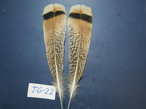 Tiger Turkey Tail Feathers  (One Pair Set) ,Fly Tying Material,Craft Feathers,Natural Turkey Feathers.