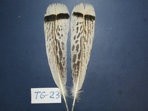 Tiger Turkey Tail Feathers  (One Pair Set) ,Fly Tying Material,Craft Feathers,Natural Turkey Feathers.
