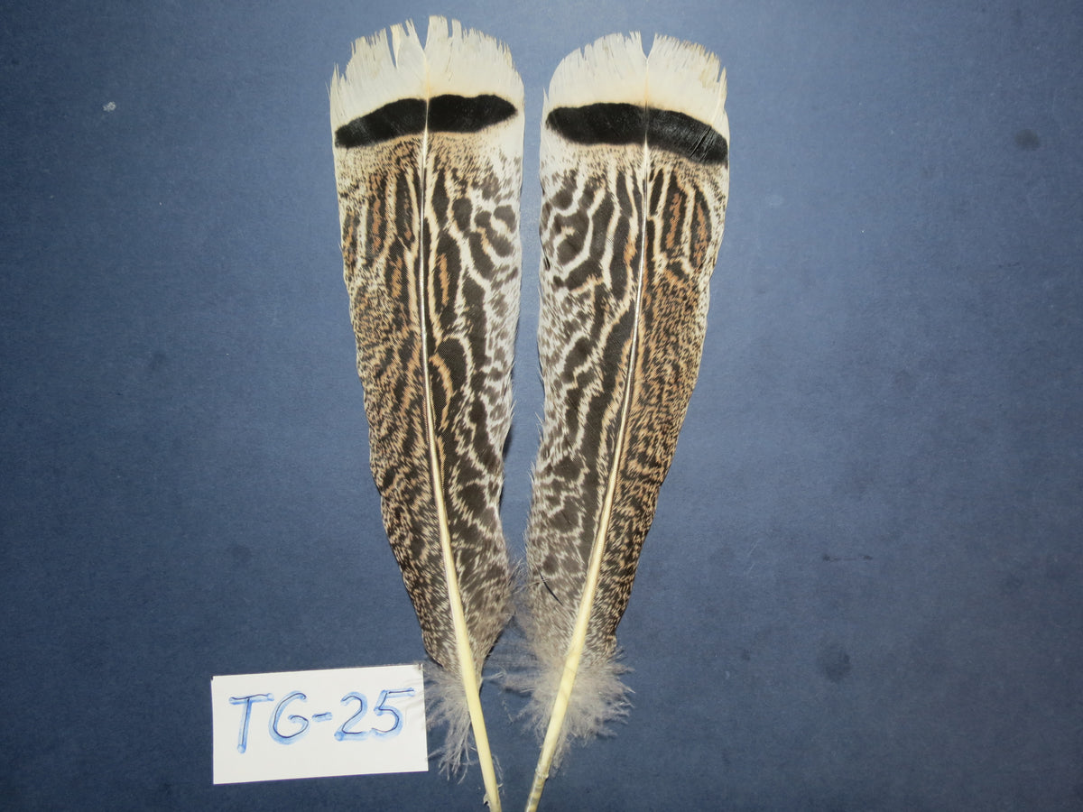 Tiger Turkey Tail Feathers  (One Pair Set) ,Fly Tying Material,Craft Feathers,Natural Turkey Feathers.