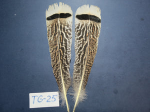 Tiger Turkey Tail Feathers  (One Pair Set) ,Fly Tying Material,Craft Feathers,Natural Turkey Feathers.