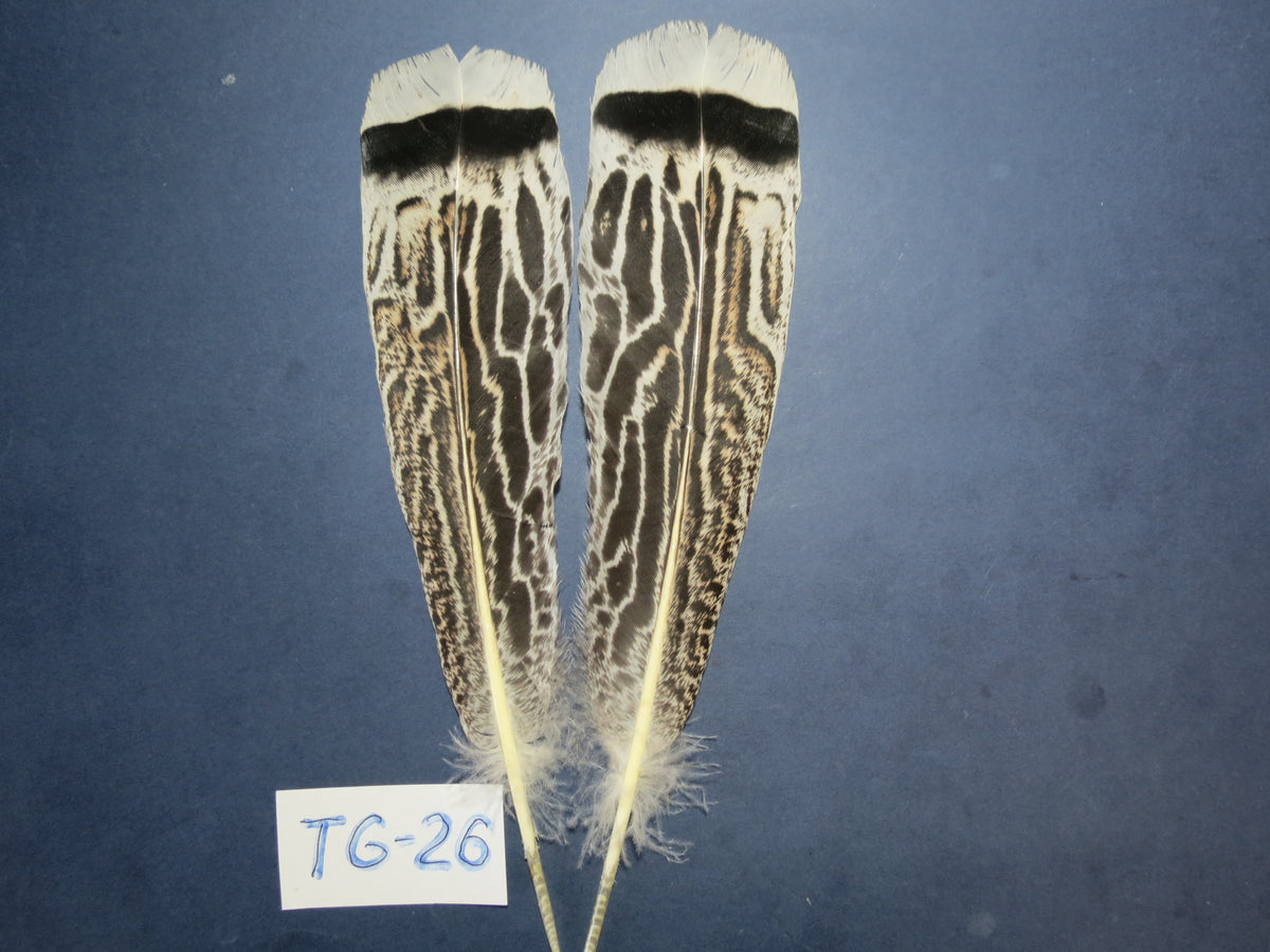 Tiger Turkey Tail Feathers  (One Pair Set) ,Fly Tying Material,Craft Feathers,Natural Turkey Feathers.