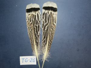 Tiger Turkey Tail Feathers  (One Pair Set) ,Fly Tying Material,Craft Feathers,Natural Turkey Feathers.