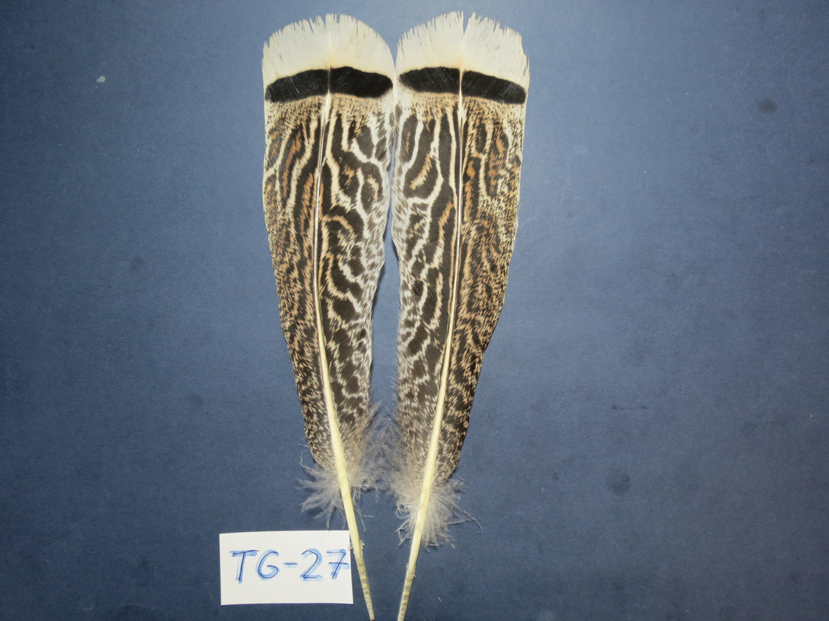 Tiger Turkey Tail Feathers  (One Pair Set) ,Fly Tying Material,Craft Feathers,Natural Turkey Feathers.