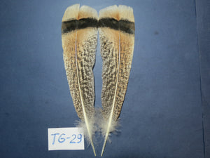 Tiger Turkey Tail Feathers  (One Pair Set) ,Fly Tying Material,Craft Feathers,Natural Turkey Feathers.