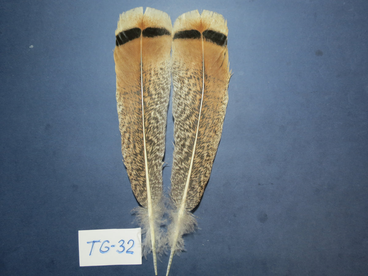 Tiger Turkey Tail Feathers  (One Pair Set) ,Fly Tying Material,Craft Feathers,Natural Turkey Feathers.