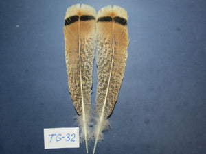 Tiger Turkey Tail Feathers  (One Pair Set) ,Fly Tying Material,Craft Feathers,Natural Turkey Feathers.