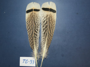 Tiger Turkey Tail Feathers  (One Pair Set) ,Fly Tying Material,Craft Feathers,Natural Turkey Feathers.