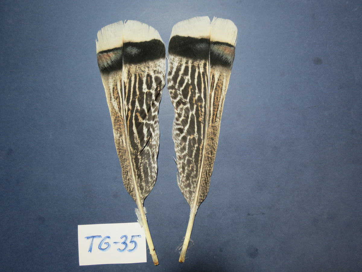 Tiger Turkey Tail Feathers  (One Pair Set) ,Fly Tying Material,Craft Feathers,Natural Turkey Feathers.