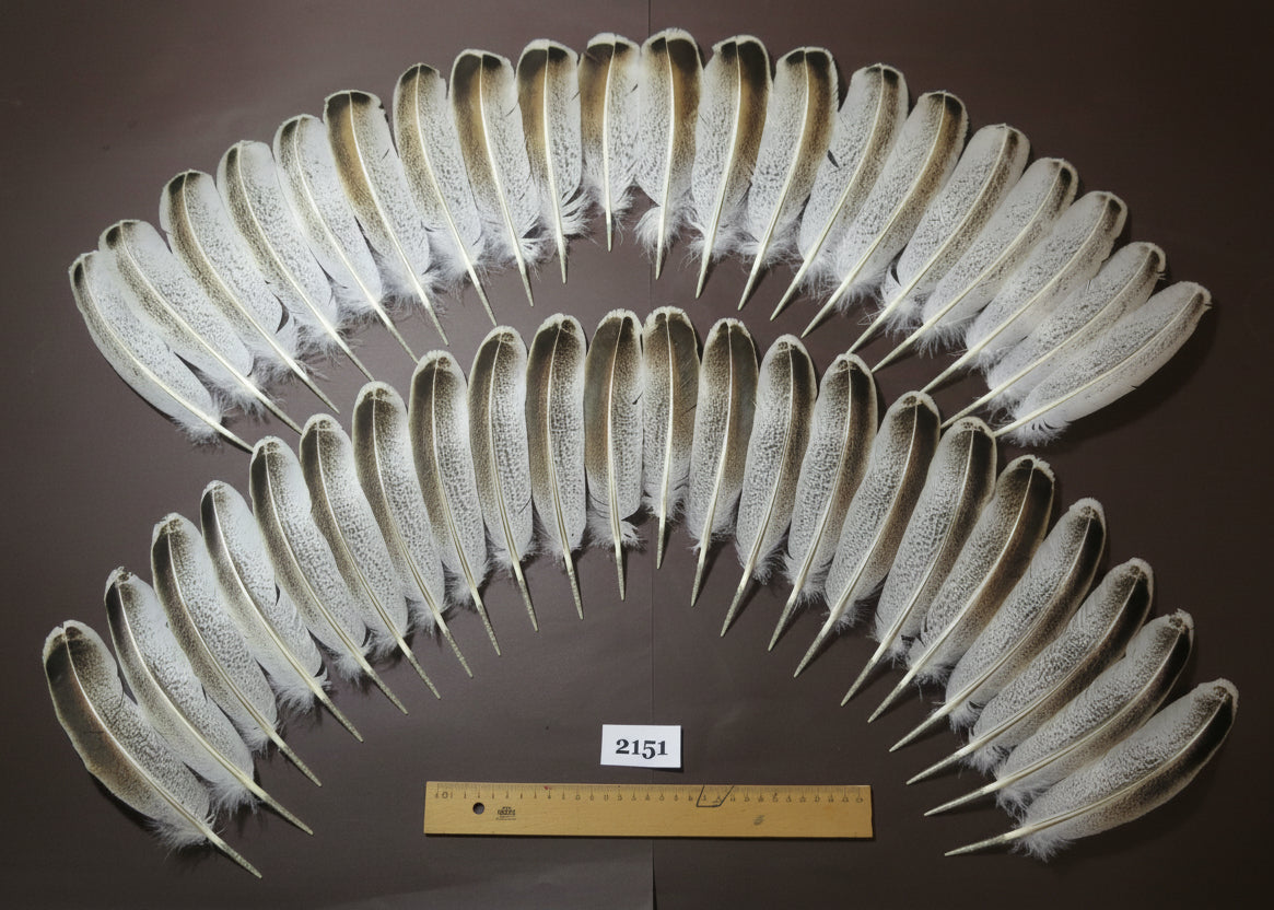 natural turkey feathers