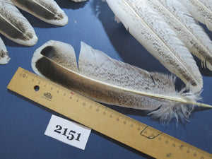 42 Pcs Turkey Wing Feathers, Fly Tying Material,Craft Feathers,Natural Turkey Feathers (2151)