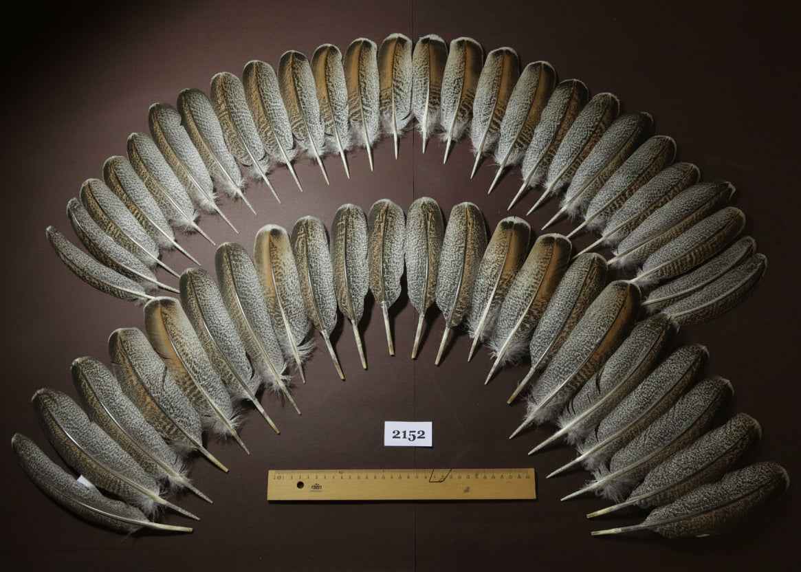 48 Pcs Turkey Wing Feathers, Fly Tying Material,Craft Feathers,Natural Turkey Feathers (2152)
