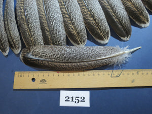 48 Pcs Turkey Wing Feathers, Fly Tying Material,Craft Feathers,Natural Turkey Feathers (2152)