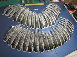40 Pcs Turkey Wing Feathers, Fly Tying Material,Craft Feathers,Natural Turkey Feathers (2153)