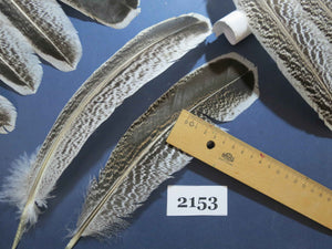 40 Pcs Turkey Wing Feathers, Fly Tying Material,Craft Feathers,Natural Turkey Feathers (2153)