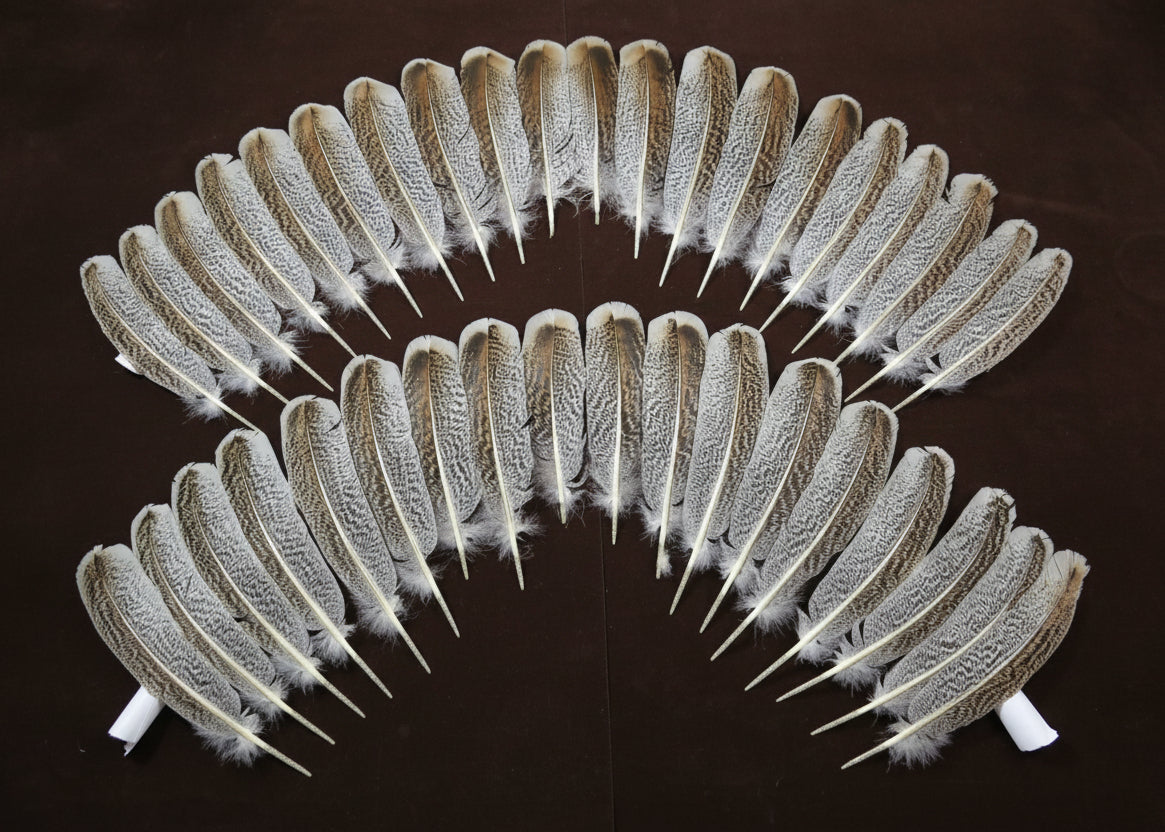 natural turkey feathers