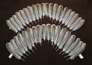 natural turkey feathers