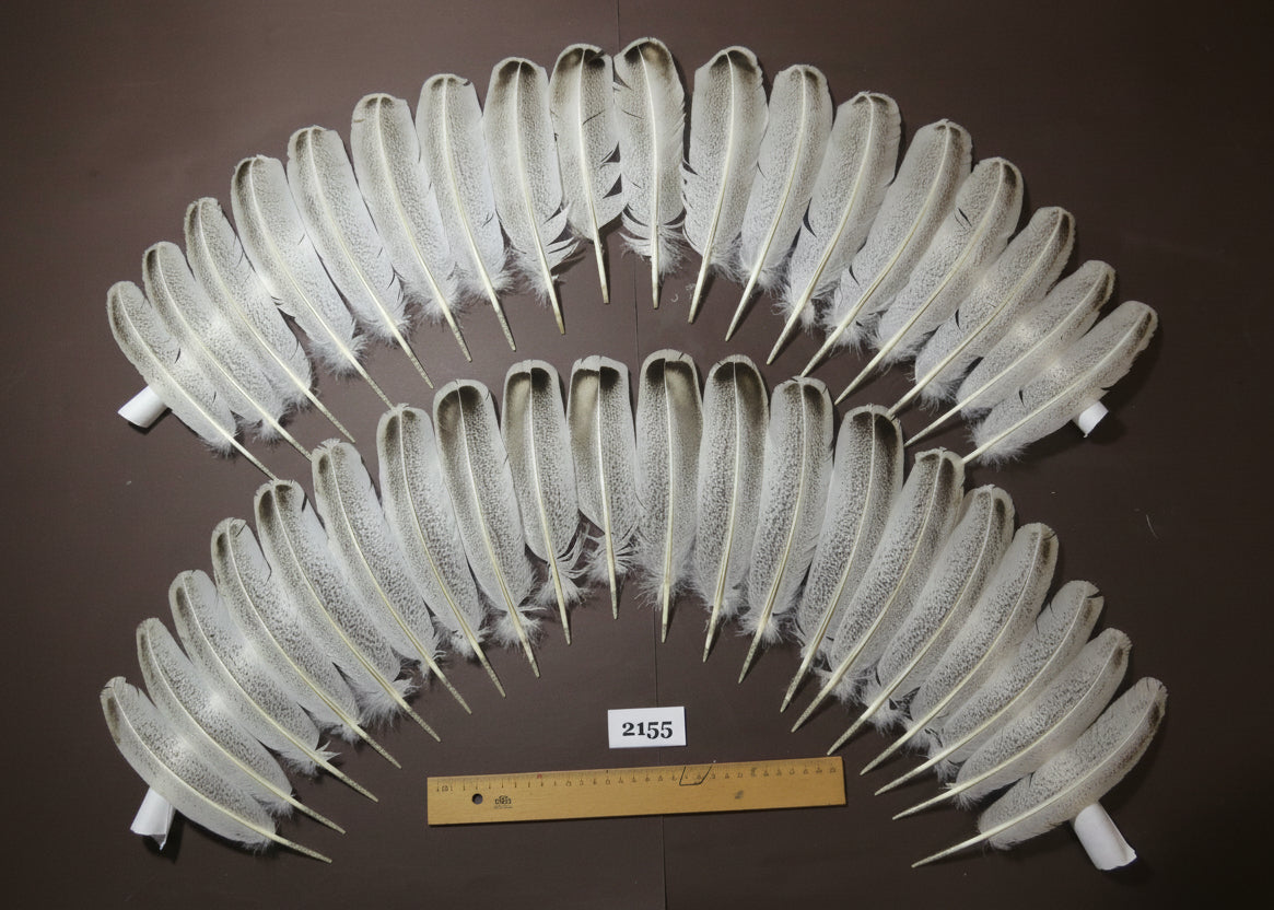 natural turkey feathers