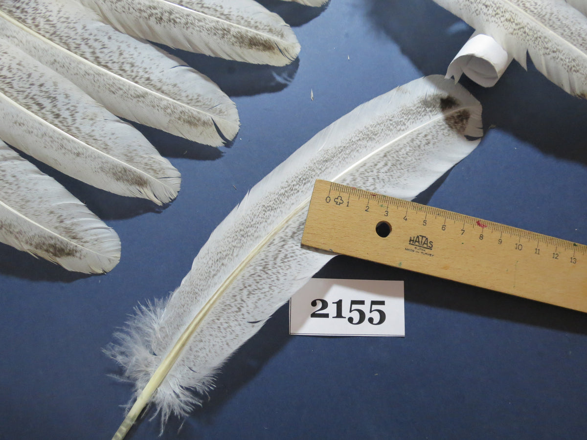 38 Pcs Turkey Wing Feathers, Fly Tying Material,Craft Feathers,Natural Turkey Feathers (2155)