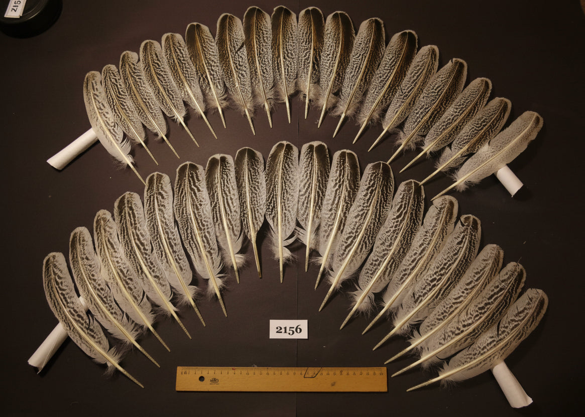 natural turkey feathers
