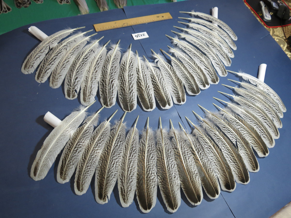 36 Pcs Turkey Wing Feathers, Fly Tying Material,Craft Feathers,Natural Turkey Feathers (2156)