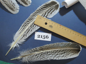36 Pcs Turkey Wing Feathers, Fly Tying Material,Craft Feathers,Natural Turkey Feathers (2156)