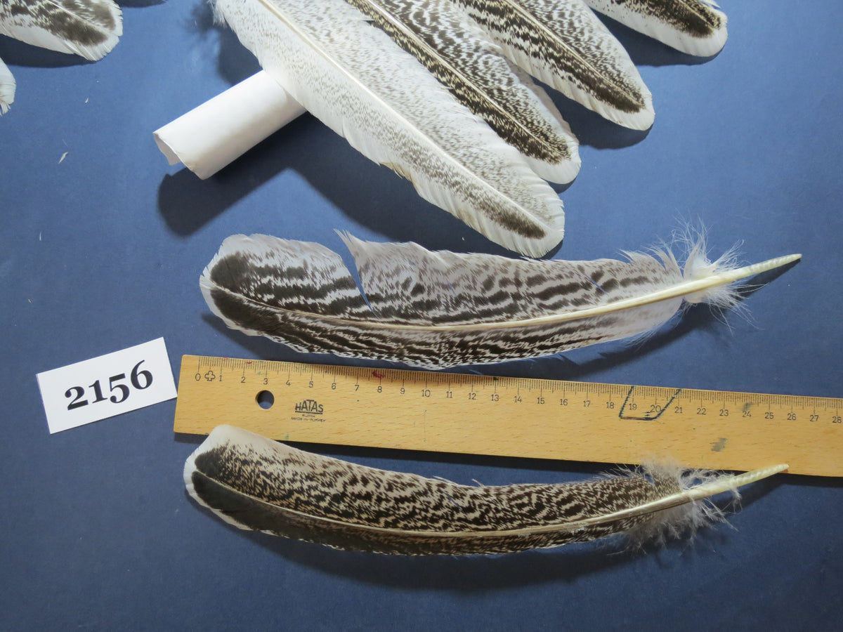36 Pcs Turkey Wing Feathers, Fly Tying Material,Craft Feathers,Natural Turkey Feathers (2156)