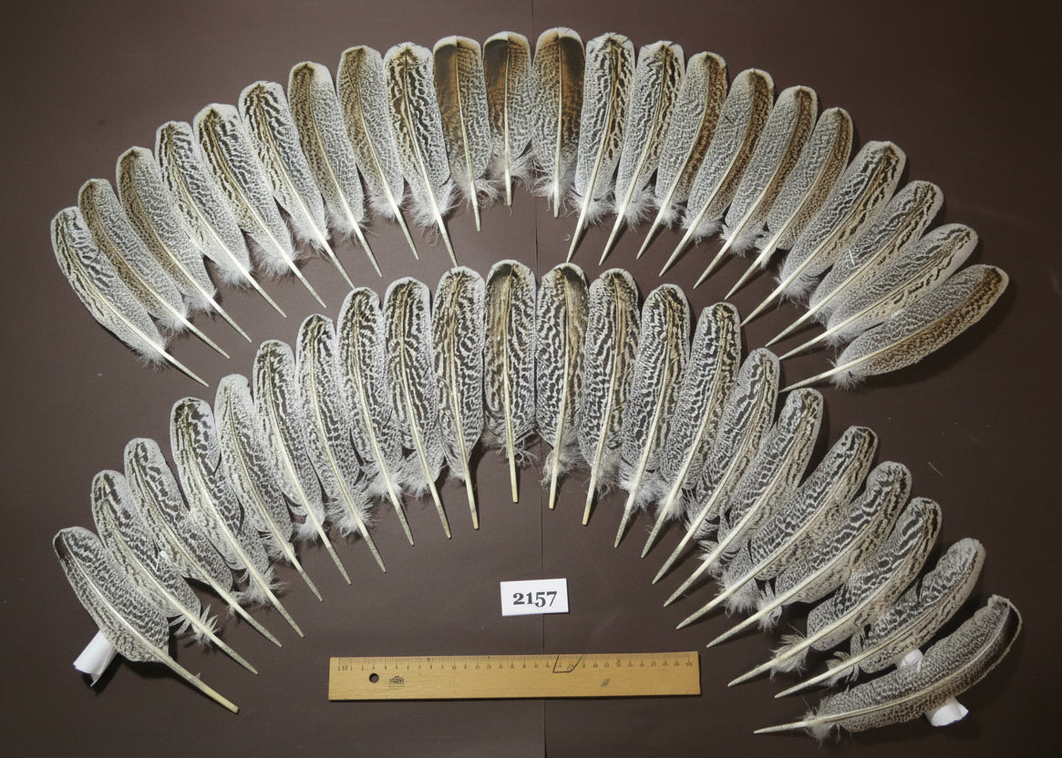natural turkey feathers