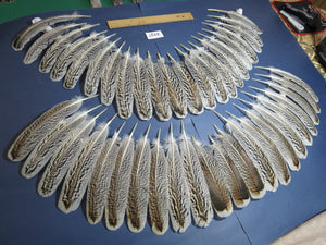 44 Pcs Turkey Wing Feathers, Fly Tying Material,Craft Feathers,Natural Turkey Feathers (2157)