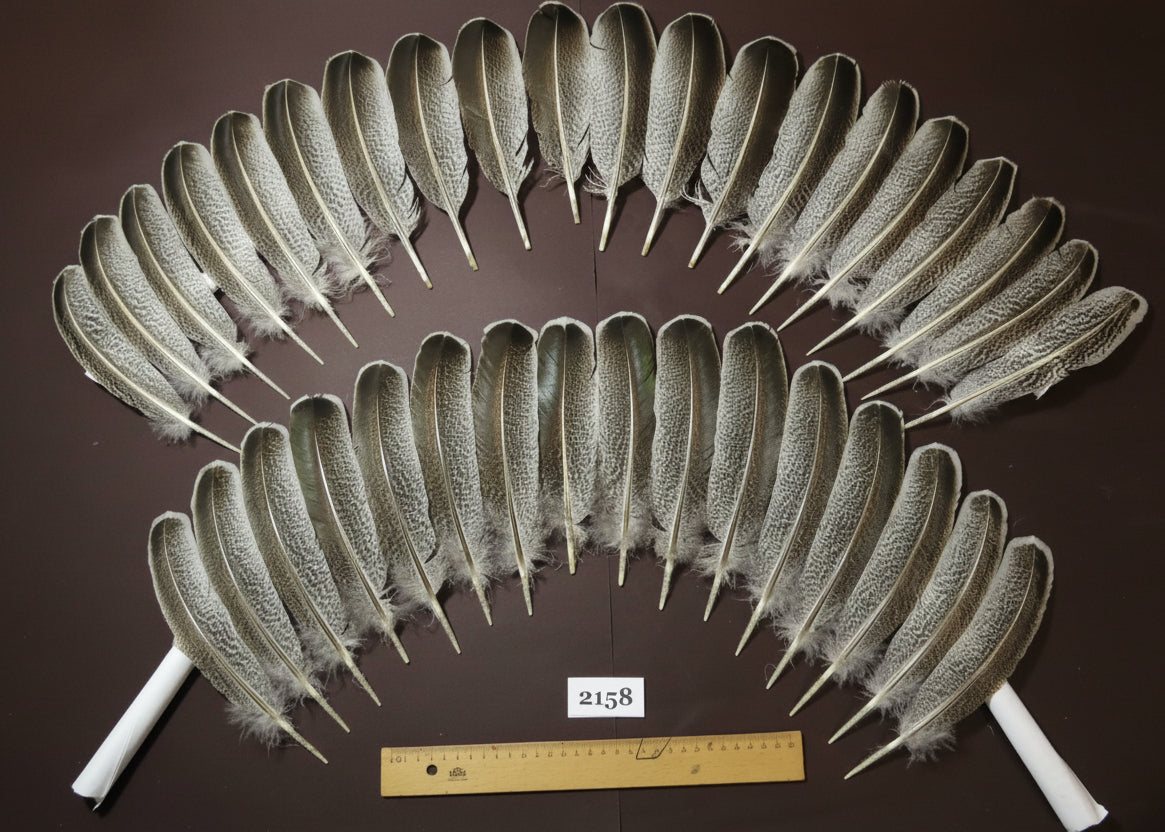 natural turkey feathers