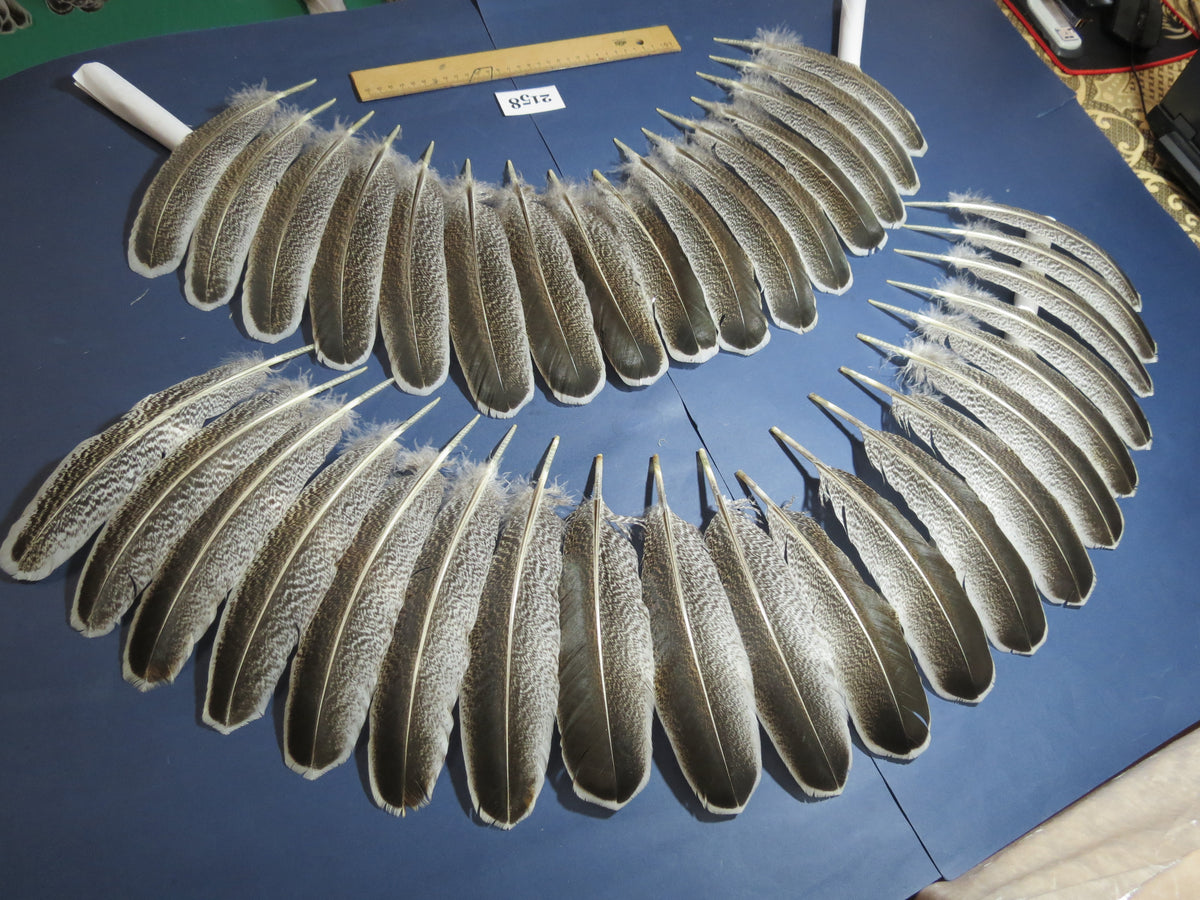 36 Pcs Turkey Wing Feathers, Fly Tying Material,Craft Feathers,Natural Turkey Feathers (2158)