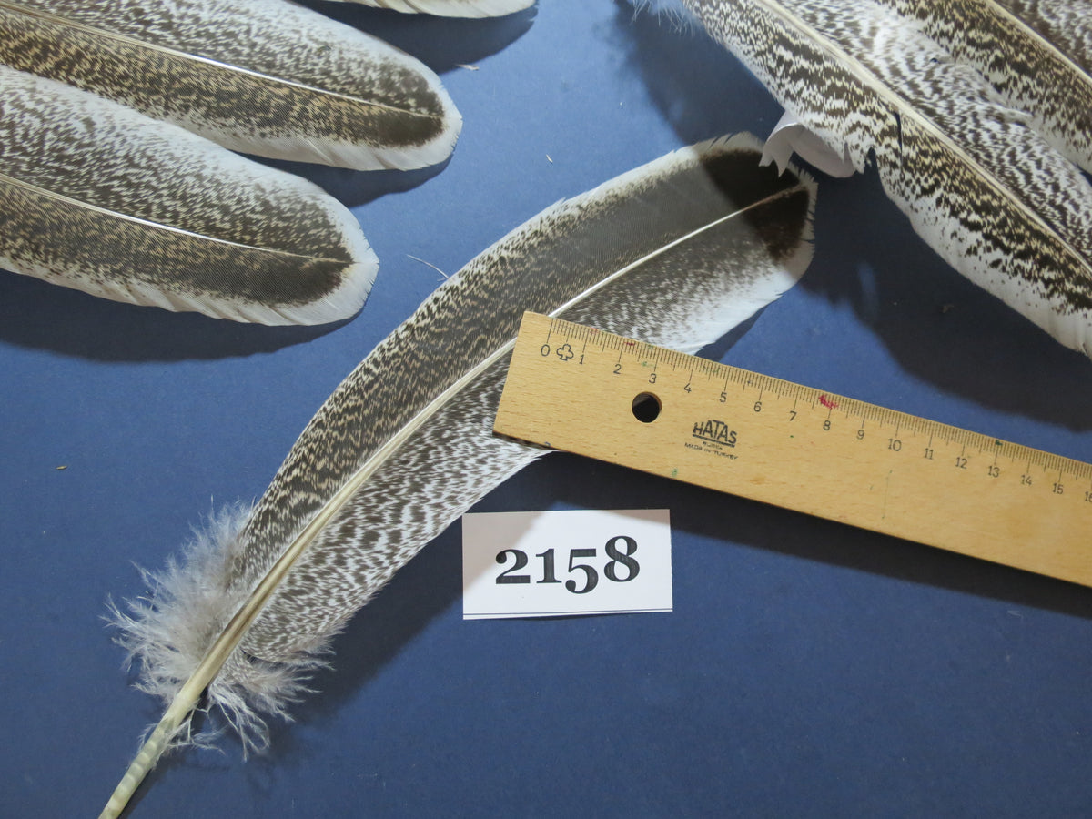 36 Pcs Turkey Wing Feathers, Fly Tying Material,Craft Feathers,Natural Turkey Feathers (2158)