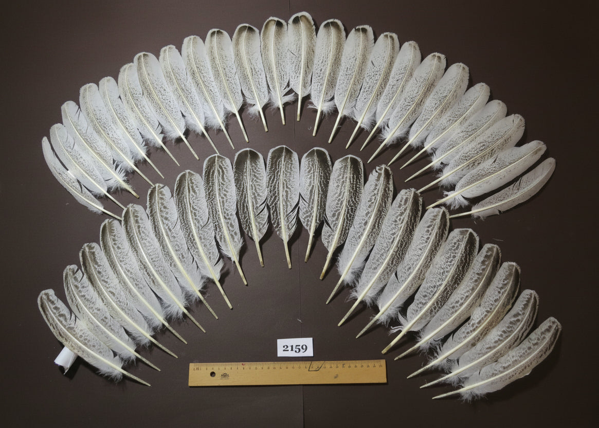 natural turkey feathers