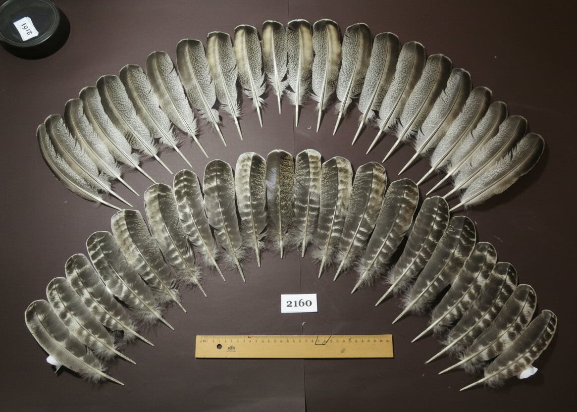 natural turkey feathers