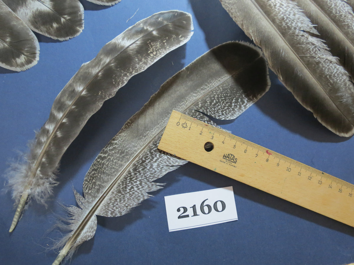 42 Pcs Turkey Wing Feathers, Fly Tying Material,Craft Feathers,Natural Turkey Feathers (2160)