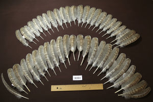 natural turkey feathers