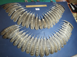 48 Pcs Turkey Wing Feathers, Fly Tying Material,Craft Feathers,Natural Turkey Feathers (2161)