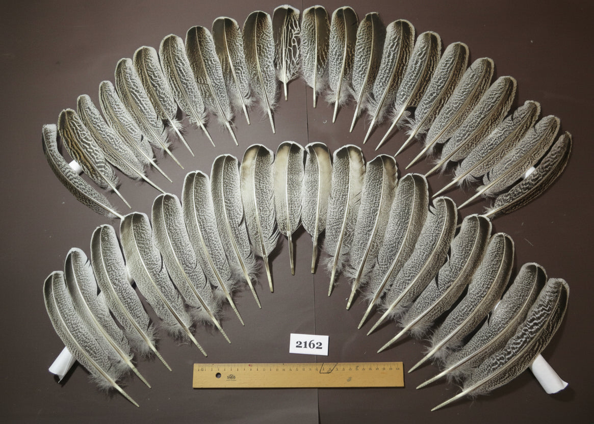 natural turkey feathers