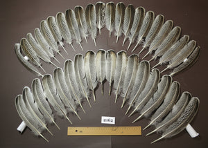natural turkey feathers