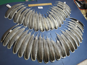 40 Pcs Turkey Wing Feathers, Fly Tying Material,Craft Feathers,Natural Turkey Feathers (2162)