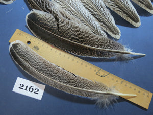 40 Pcs Turkey Wing Feathers, Fly Tying Material,Craft Feathers,Natural Turkey Feathers (2162)