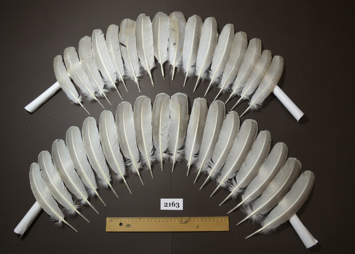 natural turkey feathers