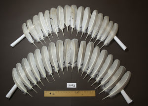 natural turkey feathers