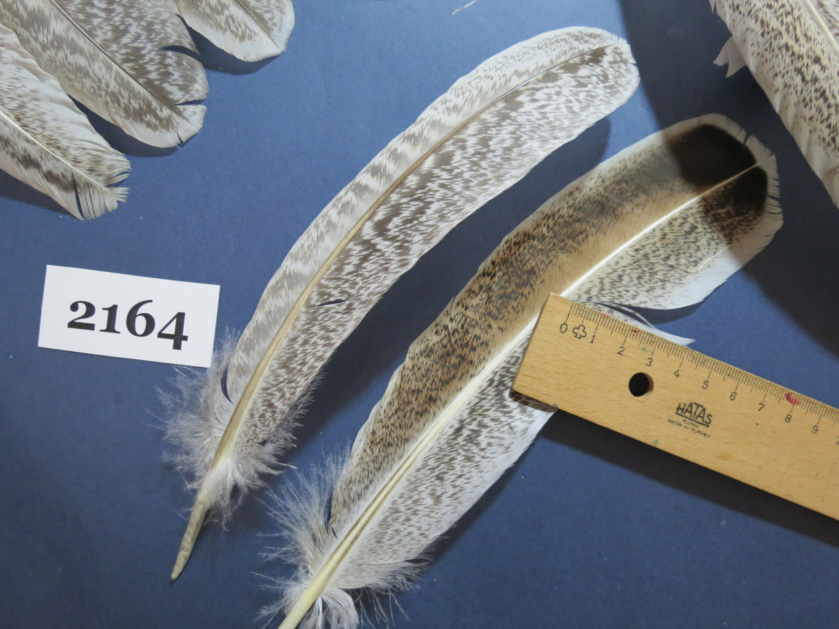 44 Pcs Turkey Wing Feathers, Fly Tying Material,Craft Feathers,Natural Turkey Feathers (2164)
