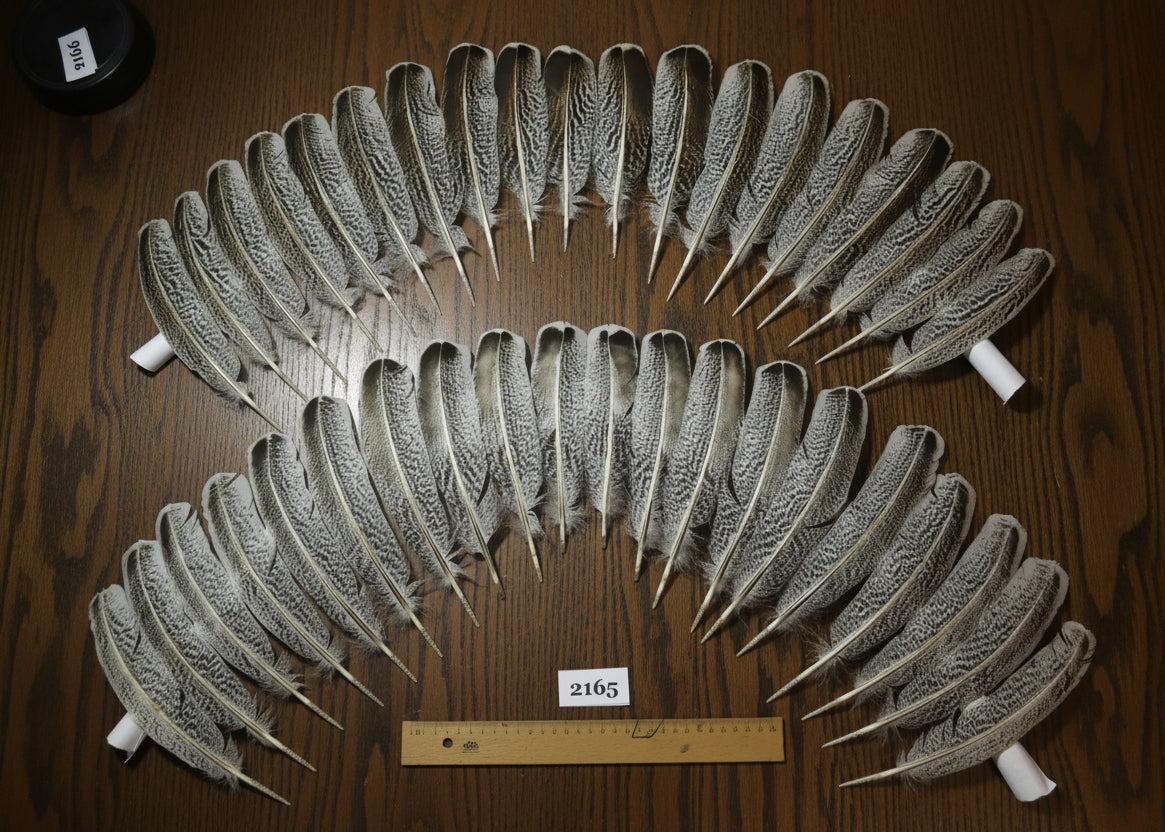 natural turkey feathers