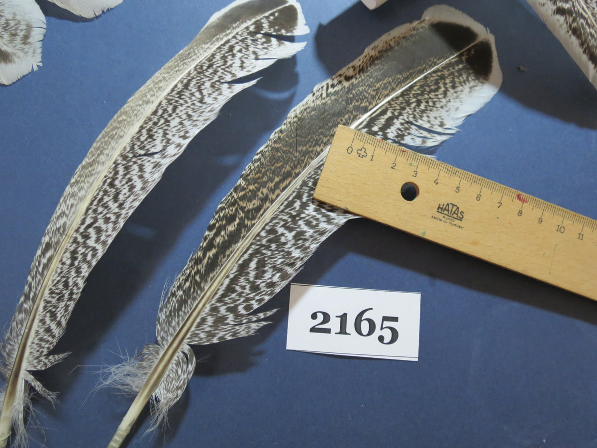 38 Pcs Turkey Wing Feathers, Fly Tying Material,Craft Feathers,Natural Turkey Feathers (2165)