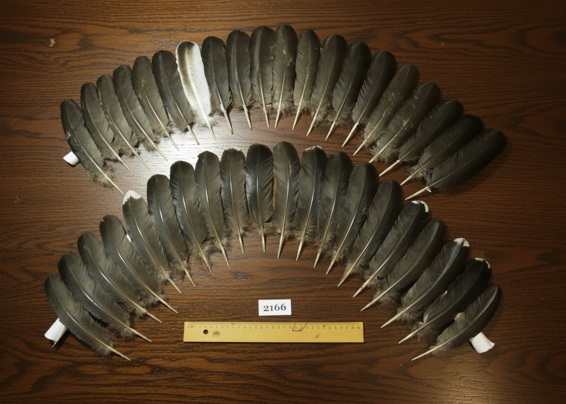 natural turkey feathers