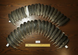 natural turkey feathers