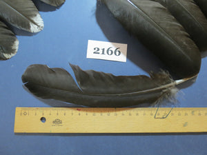 40 Pcs Natural Turkey Wing Feathers, Turkey Feathers,Fly Tying Material,Craft Feathers,Natural Feathers (2166)