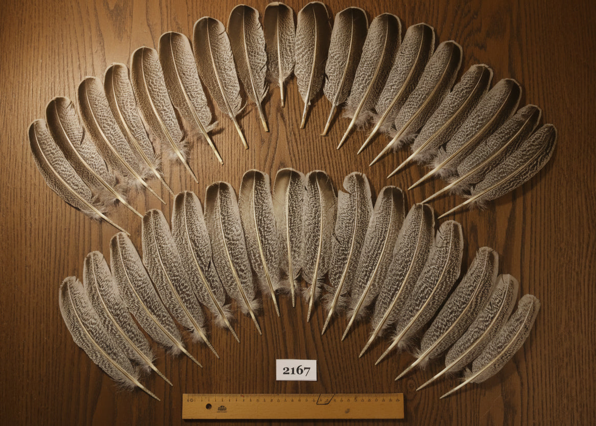natural turkey feathers