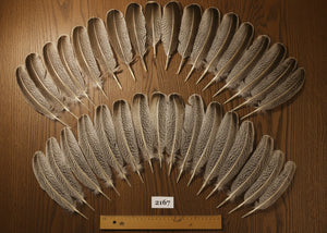 natural turkey feathers